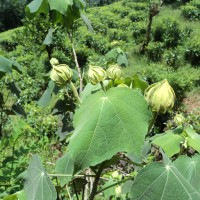 Hibiscus mutabilis L.